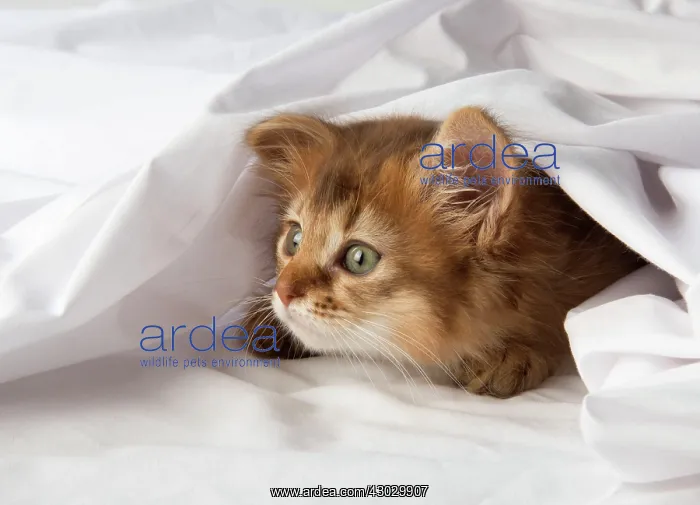  : Cat Somali 9 week old kitten