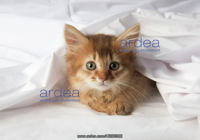 : Cat Somali 9 week old kitten : Cat Somali 9 week old kitten