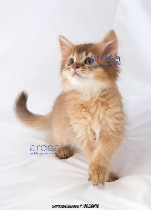 : Cat Somali 9 week old kitten : Cat Somali 9 week old kitten