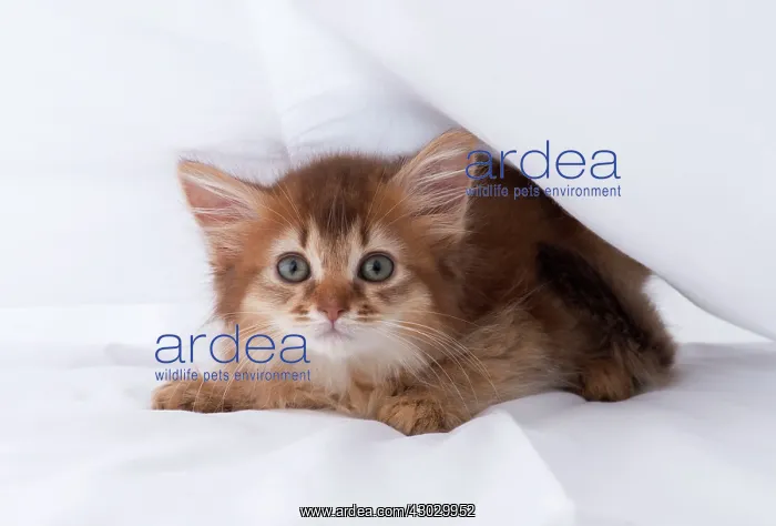 : Cat Somali 9 week old kitten : Cat Somali 9 week old kitten