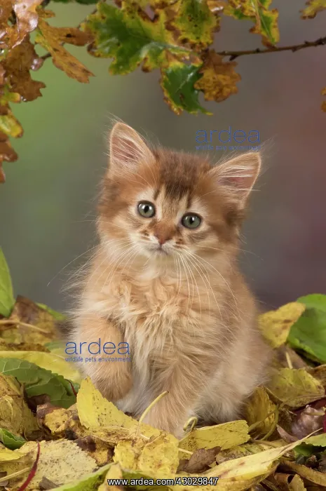  : Cat Somali 9 week old kitten with autumn leaves