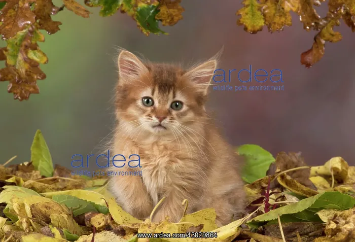 : Cat Somali 9 week old kitten with autumn leaves : Cat Somali 9 week old kitten with autumn leaves