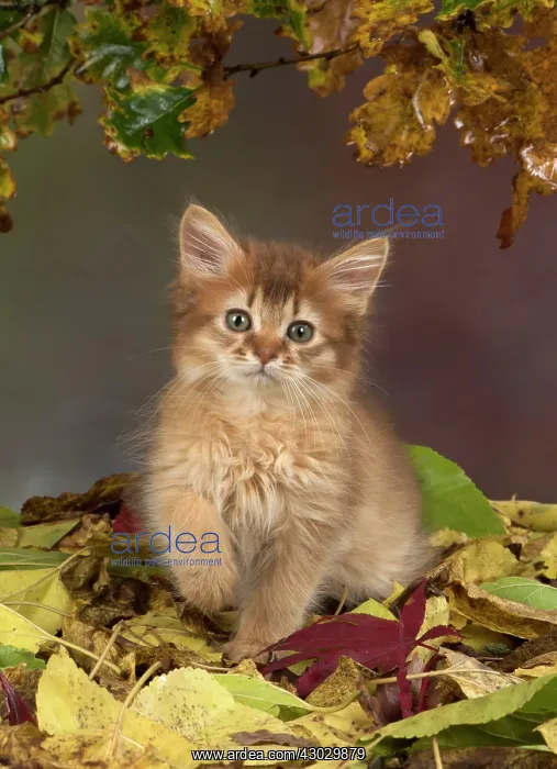  : Cat Somali 9 week old kitten with autumn leaves