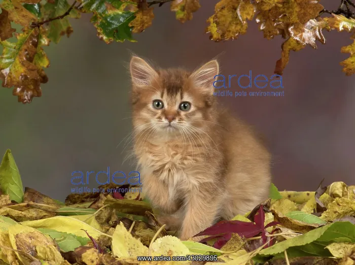 : Cat Somali 9 week old kitten with autumn leaves : Cat Somali 9 week old kitten with autumn leaves