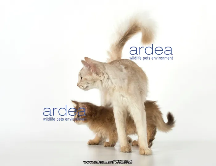  : Cat Somali adult & 9 week old kitten
