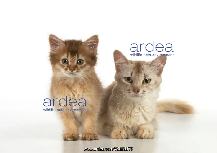 : Cat Somali adult & 9 week old kitten : Cat Somali adult & 9 week old kitten