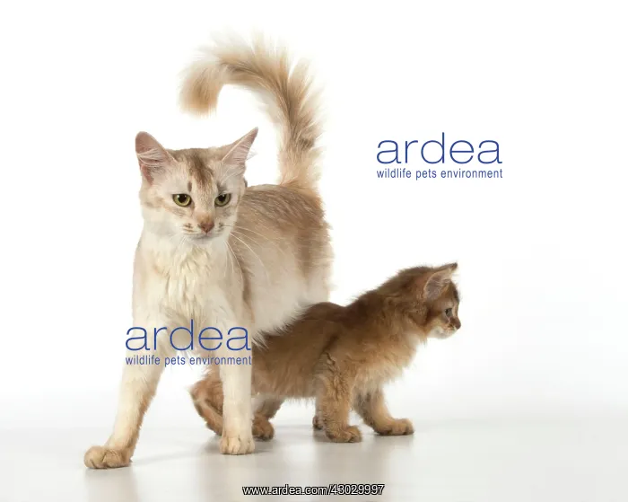 : Cat Somali adult & 9 week old kitten : Cat Somali adult & 9 week old kitten