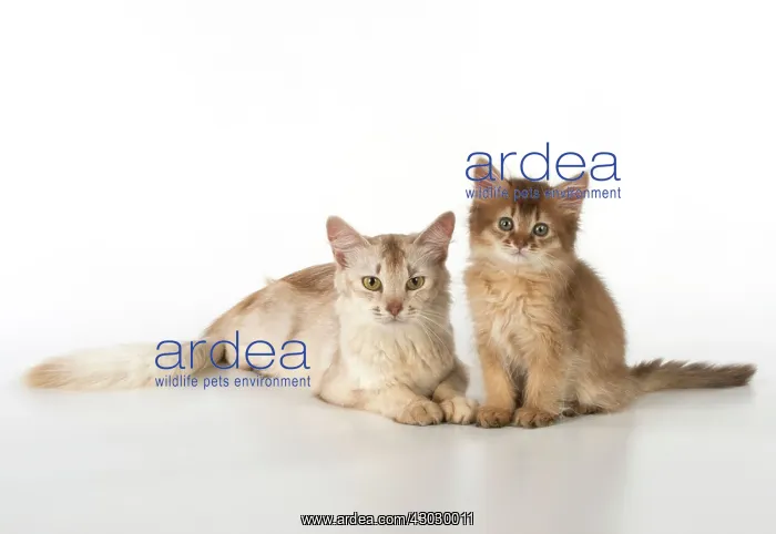 : Cat Somali adult & 9 week old kitten : Cat Somali adult & 9 week old kitten