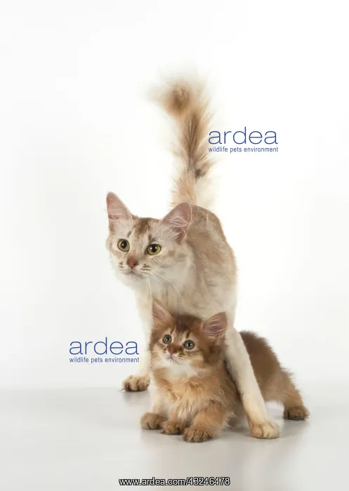 : Cat Somali adult & 9 week old kitten : Cat Somali adult & 9 week old kitten