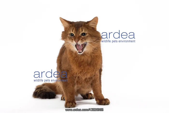  : Cat Somali aggressive posture