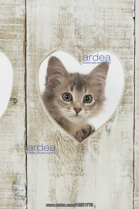 : Cat Somali (blue) 3 month old kitten : Cat Somali (blue) 3 month old kitten