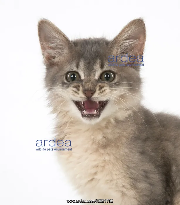 : Cat Somali (blue) 3 month old kitten : Cat Somali (blue) 3 month old kitten