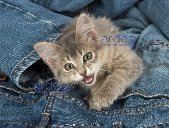 : Cat Somali (blue) 3 month old kitten : Cat Somali (blue) 3 month old kitten