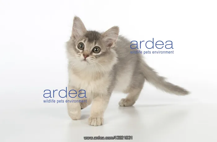  : Cat Somali (blue) 3 month old kitten