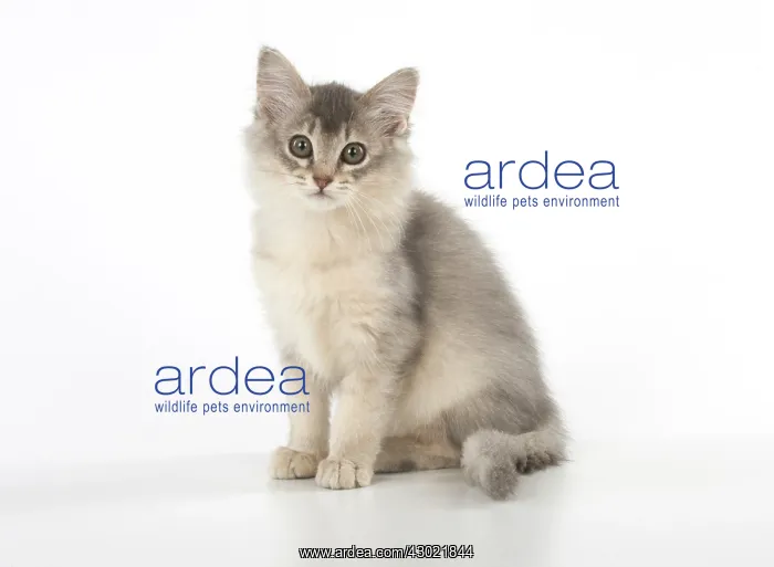 : Cat Somali (blue) 3 month old kitten : Cat Somali (blue) 3 month old kitten