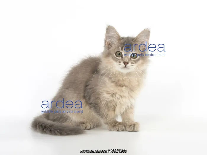 : Cat Somali (blue) 3 month old kitten : Cat Somali (blue) 3 month old kitten