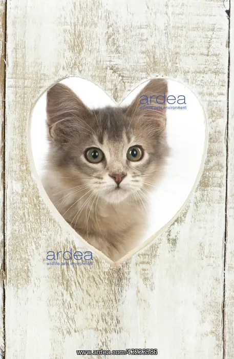 : Cat Somali (blue) 3 month old kitten : Cat Somali (blue) 3 month old kitten