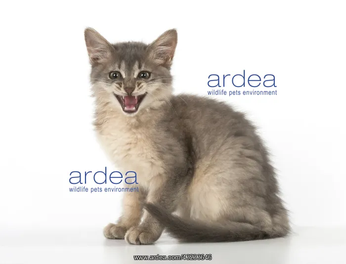 : Cat Somali (blue) 3 month old kitten : Cat Somali (blue) 3 month old kitten
