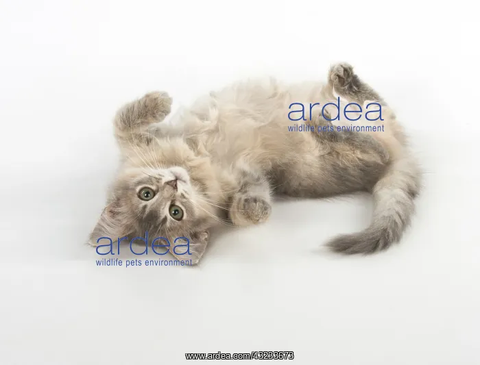 : Cat Somali (blue) 3 month old kitten : Cat Somali (blue) 3 month old kitten