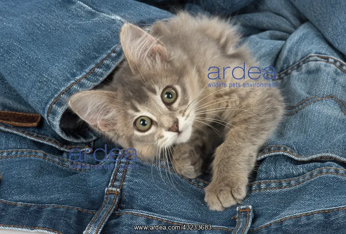 : Cat Somali (blue) 3 month old kitten : Cat Somali (blue) 3 month old kitten