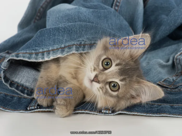 : Cat Somali (blue) 3 month old kitten : Cat Somali (blue) 3 month old kitten
