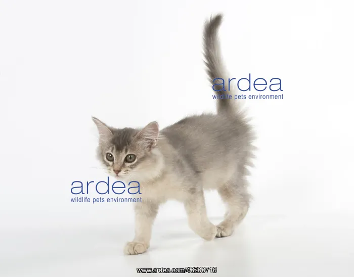  : Cat Somali (blue) 3 month old kitten