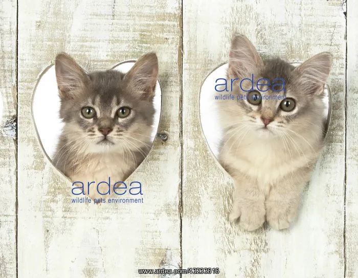 : Cat Somali (blue) 3 month old kittens : Cat Somali (blue) 3 month old kittens