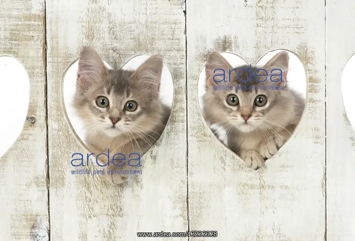  : Cat Somali (blue) 3 month old kittens