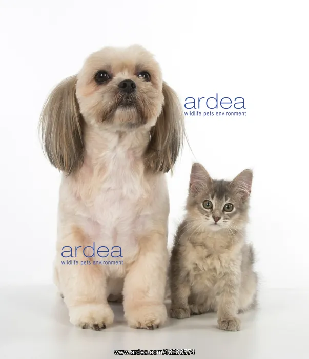  : Cat Somali ( blue ) about 3 months old with X breed dog