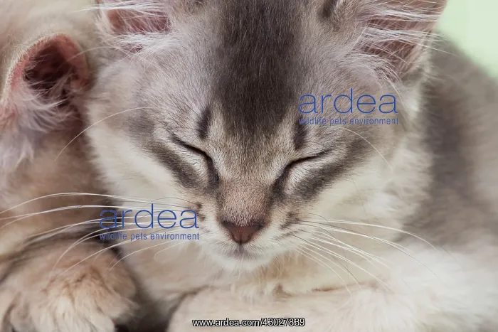 : Cat Somali (blue) 6 week old kitten : Cat Somali (blue) 6 week old kitten