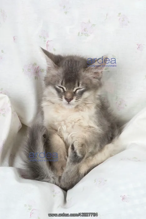  : Cat Somali (blue) 6 week old kittens