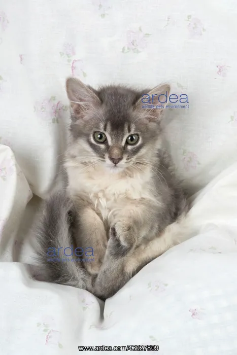  : Cat Somali (blue) 6 week old kittens