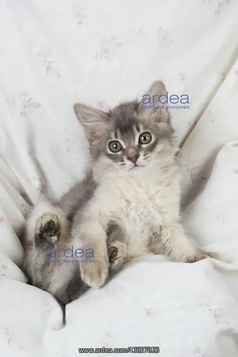  : Cat Somali (blue) 6 week old kittens