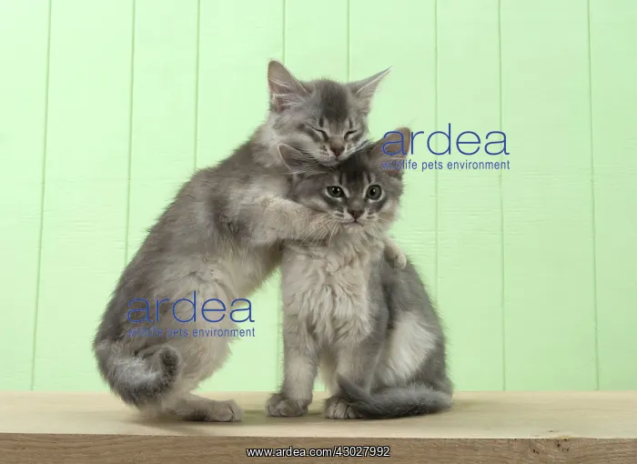 : Cat Somali (blue) 6 week old kittens : Cat Somali (blue) 6 week old kittens