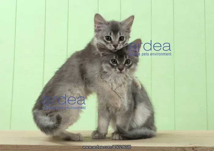 : Cat Somali (blue) 6 week old kittens : Cat Somali (blue) 6 week old kittens