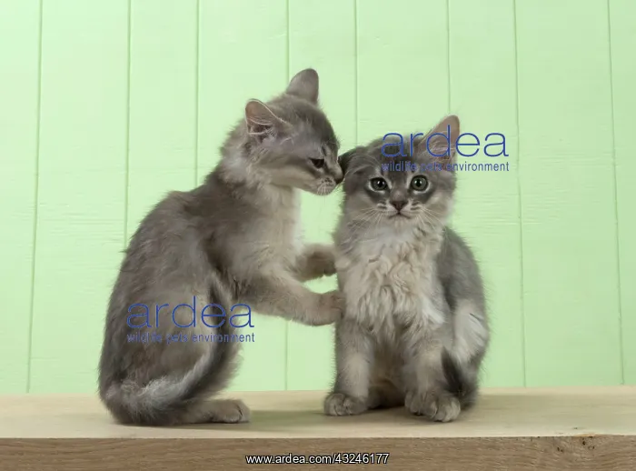 : Cat Somali (blue) 6 week old kittens : Cat Somali (blue) 6 week old kittens