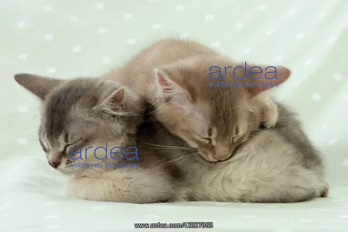 : Cat Somali (blue & fawn) 6 week old kittens : Cat Somali (blue & fawn) 6 week old kittens
