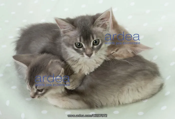 : Cat Somali (blue & fawn) 6 week old kittens : Cat Somali (blue & fawn) 6 week old kittens