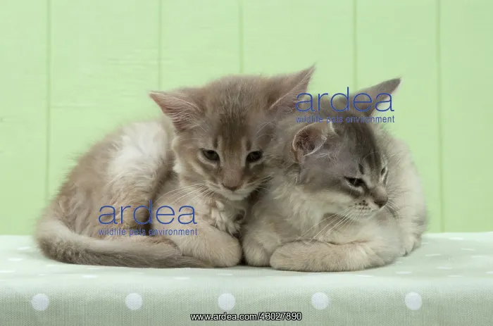 : Cat Somali (blue & fawn) 6 week old kittens : Cat Somali (blue & fawn) 6 week old kittens