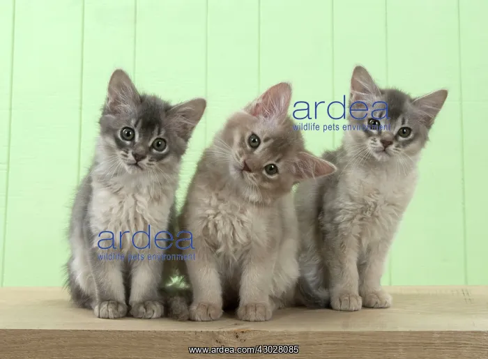 : Cat Somali (blue & fawn) 6 week old kittens : Cat Somali (blue & fawn) 6 week old kittens