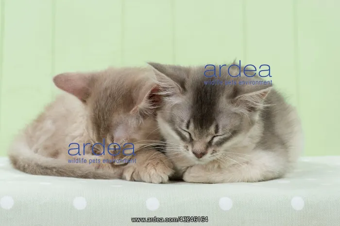 : Cat Somali (blue & fawn) 6 week old kittens : Cat Somali (blue & fawn) 6 week old kittens