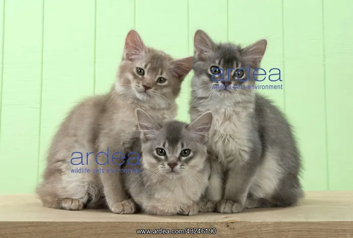 : Cat Somali (blue & fawn) 6 week old kittens : Cat Somali (blue & fawn) 6 week old kittens
