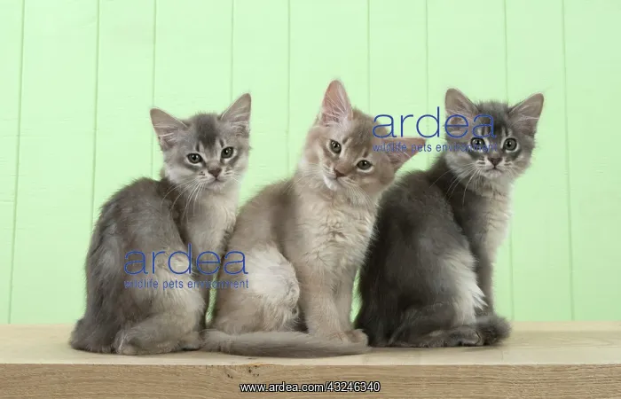  : Cat Somali (blue & fawn) 6 week old kittens