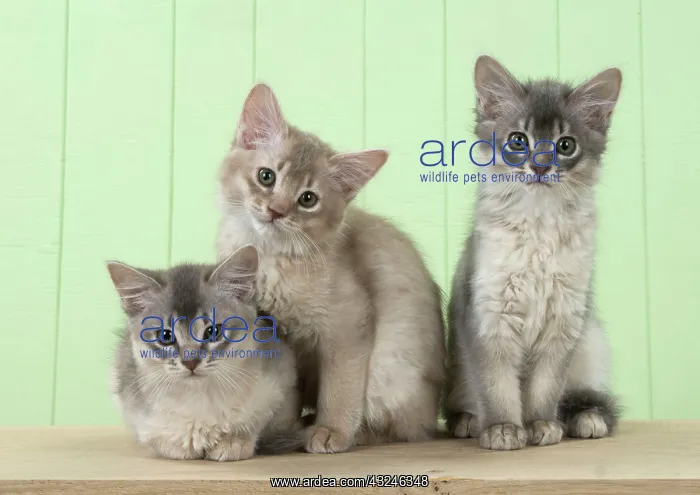 : Cat Somali (blue & fawn) 6 week old kittens : Cat Somali (blue & fawn) 6 week old kittens