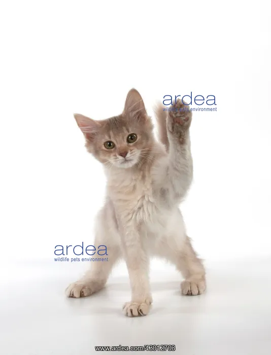  : CAT Somali cat in action
