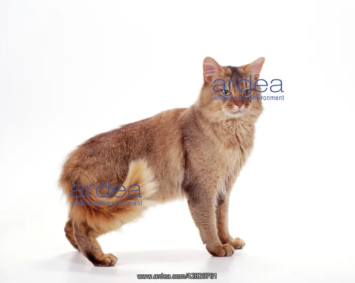  : CAT - SOMALI CHOCOLATE
