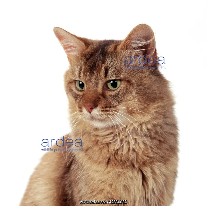  : CAT - Somali-Chocolate