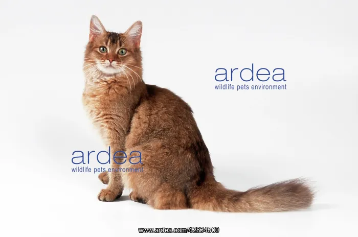: CAT - Somali (chocolate) : CAT - Somali (chocolate)