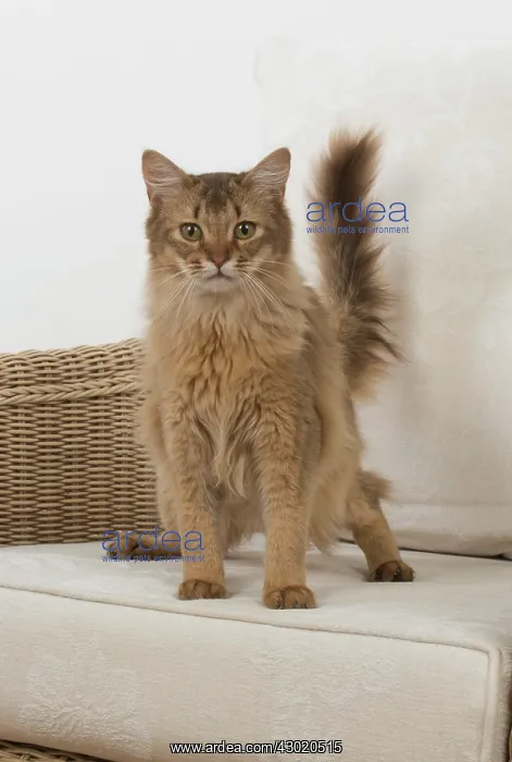  : Cat Somali, chocolate
