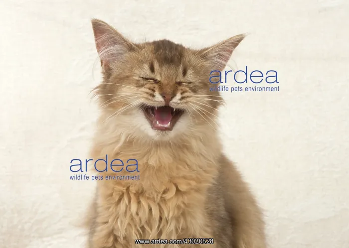 : Cat Somali, chocolate : Cat Somali, chocolate